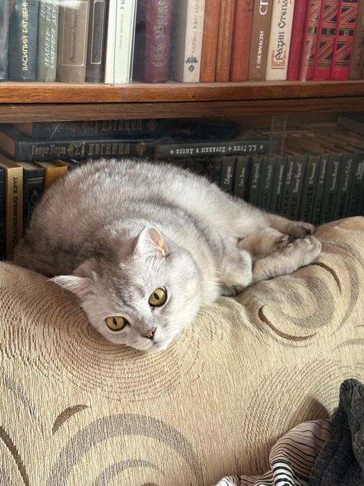 Кот британец 8 лет