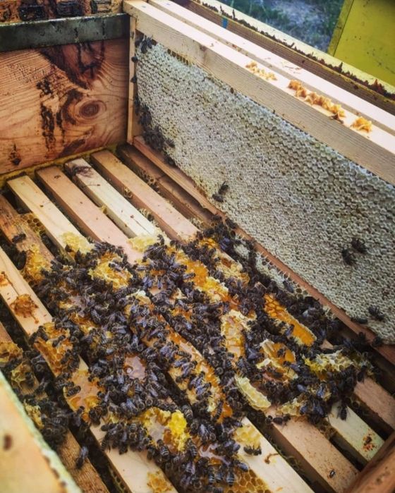 Пчелен Мед Букет натурален, кошери, пчели, буркан