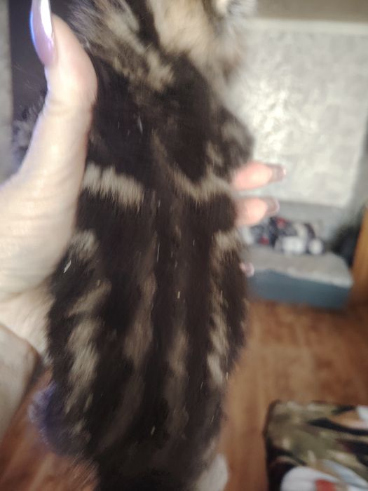 Шотландские вислоушки