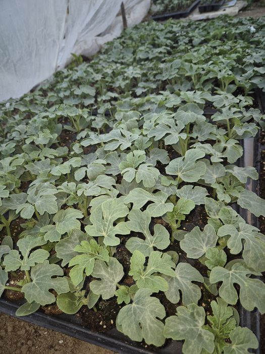 Răsaduri pepene verde/pepene galben