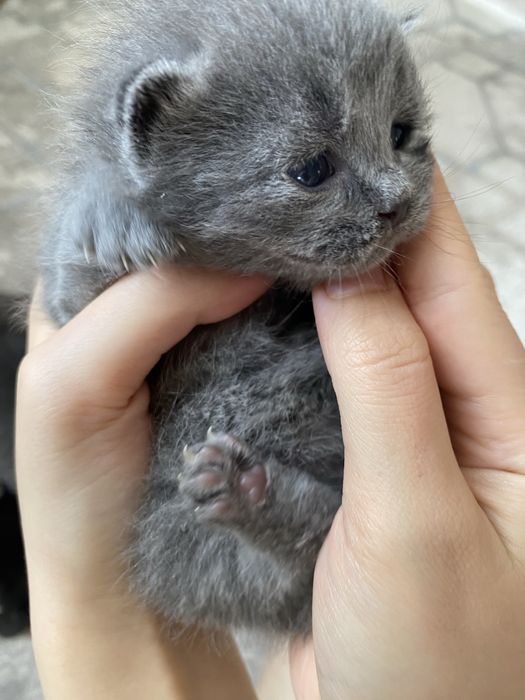 Продам кошек Алматы