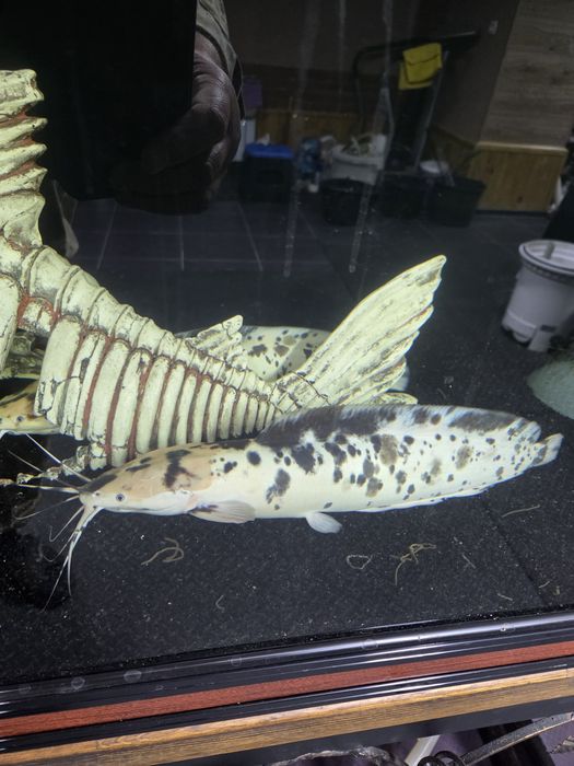 Продам сомов срочно.