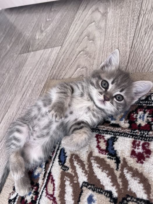 Отдам в добрые руки