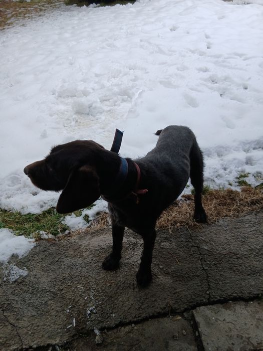 Продам кобеля дратхаара