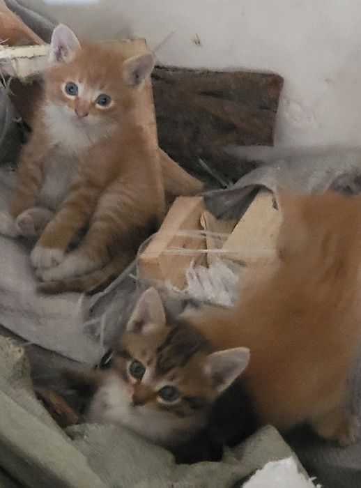 Котята домашние 1 мес