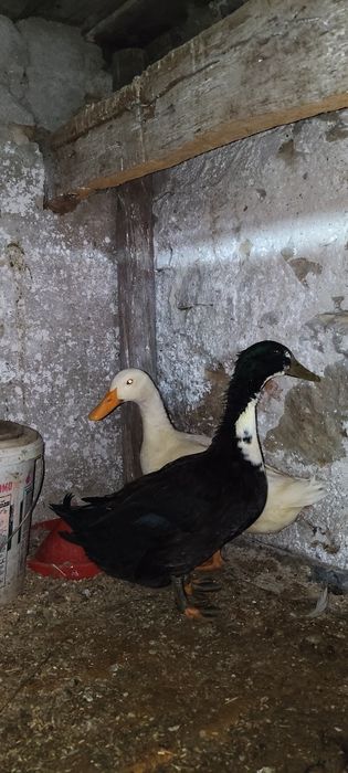 Schimb rățoi pe rațe