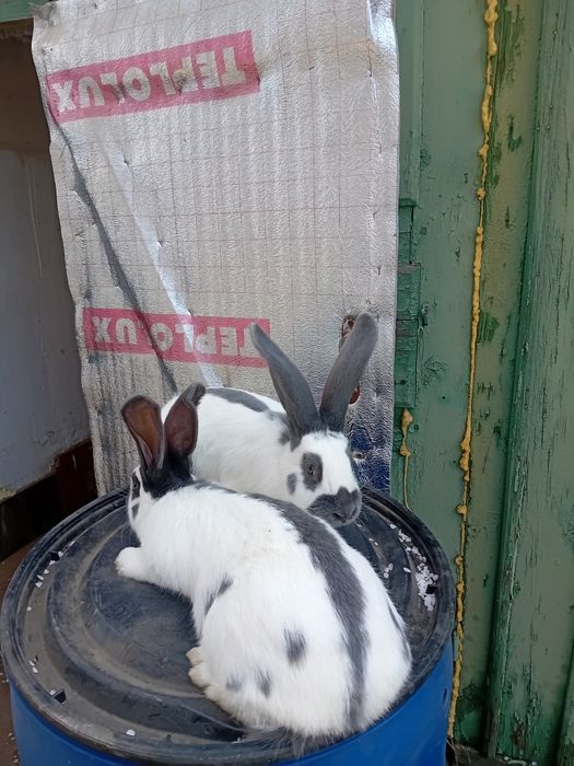 Продам кроликов породы НПВ