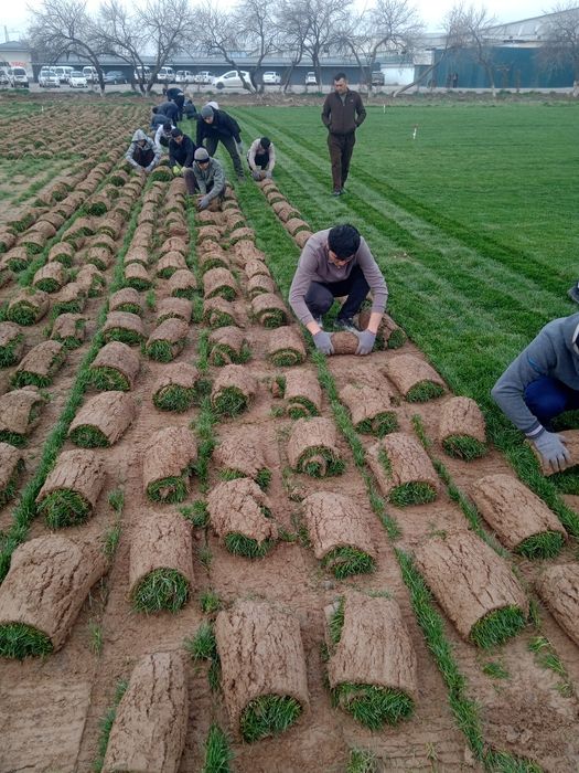 Gazon landshaft sadovnik bogbon xizmati