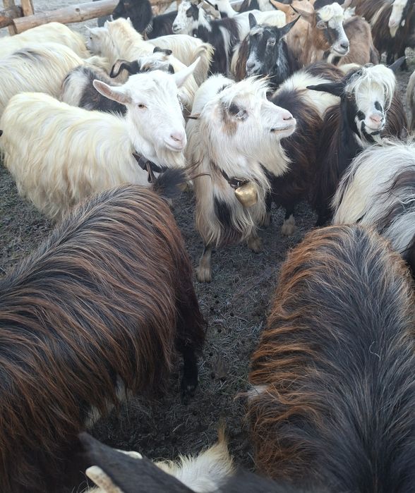 Vând 7 capre tinere