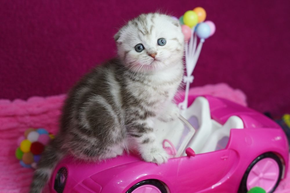 Шотландские Котята.