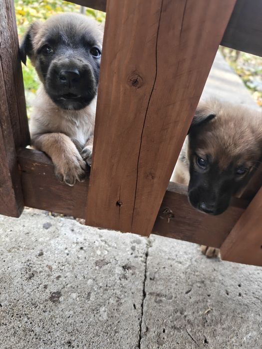 Малиноа-белгийска овчарка