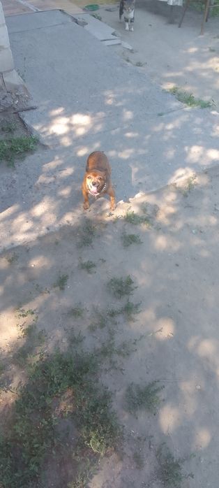 Здрастуйте продаю.сабаку