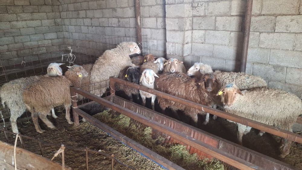 Тоқтылар сатылады