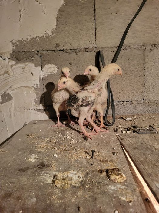 Сатамын дакан шожелер 5000