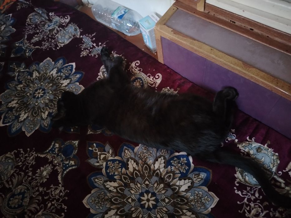 Отдам кота в хорошие руки