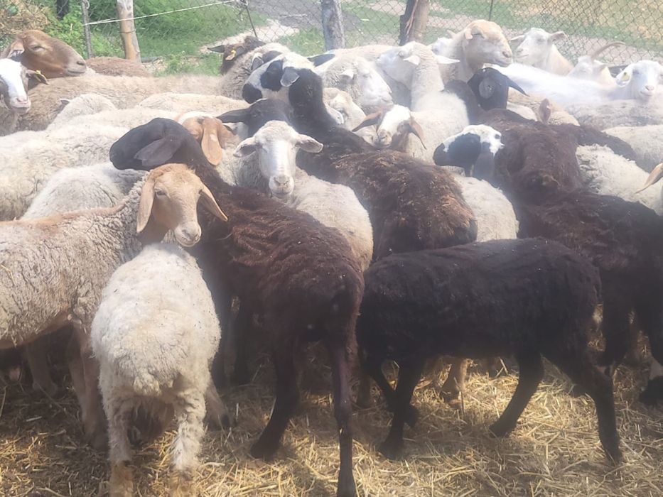 Круг общий 55000