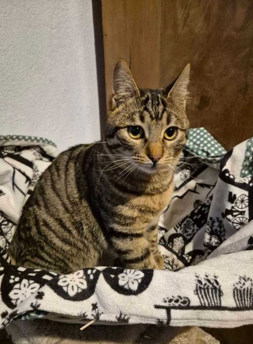 8-месечният Стрипи търси дом!