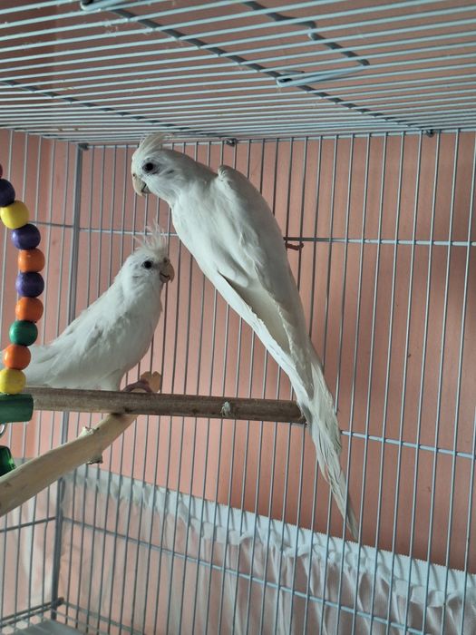 Карелла дубайски поющий пара