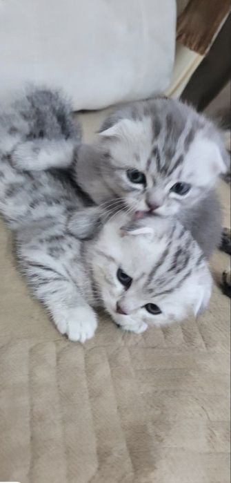 Шотландские Скоттиш Фолды