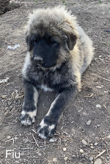 Mascul Ciobanesc Caucazian