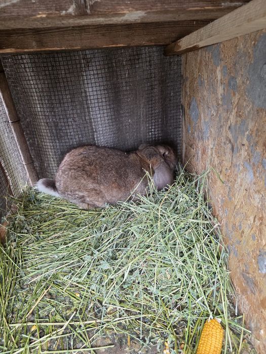 Iepuroi berbec german de monta