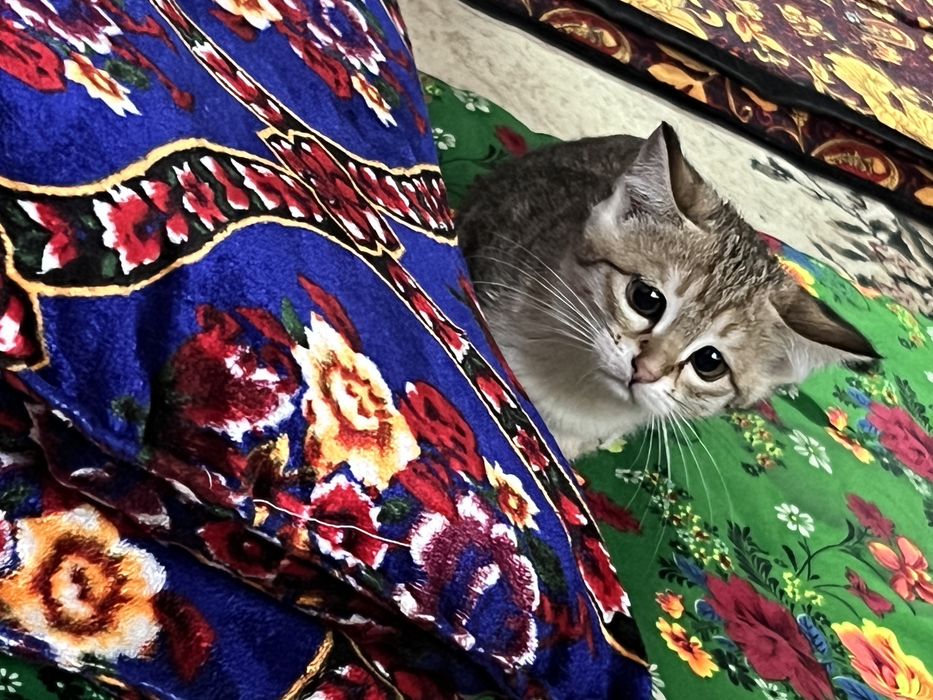 3 oyli mushi qiz bola