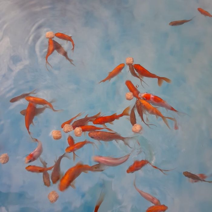 Золотая рыба-комета