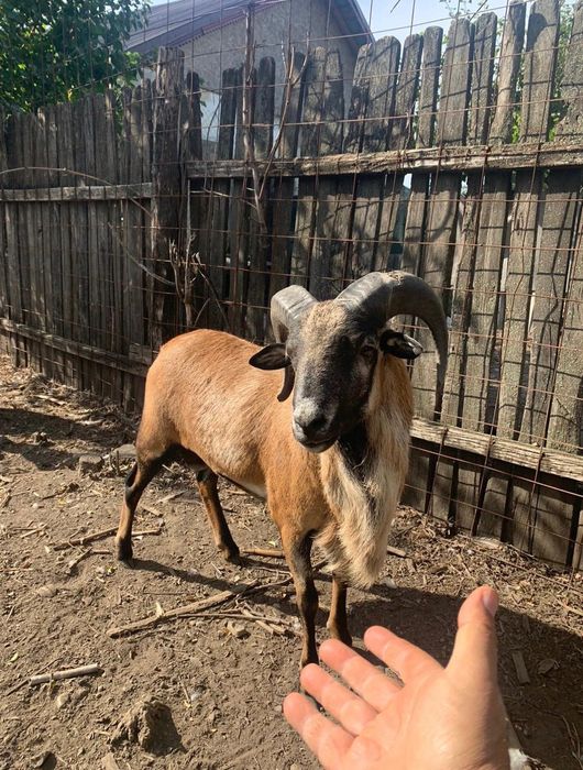 Oaie de Camerun rasa pura