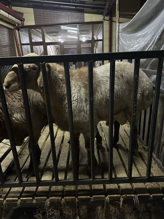 Куйлар сотилади