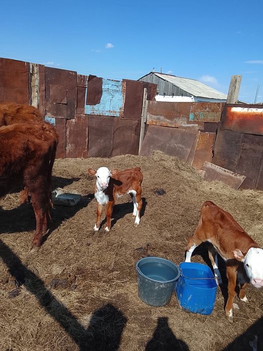 Продам корову с бычком