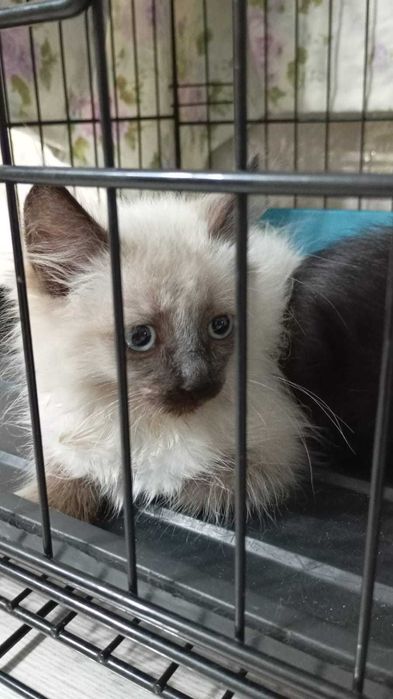 Ищем любящих хозяев котятам