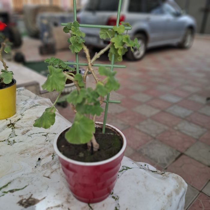 Продам комнатные цветы!