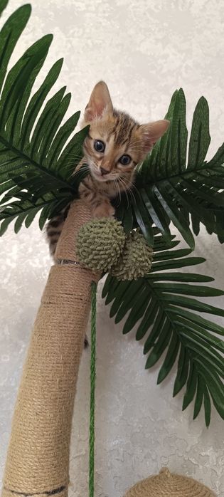 Бенгальские котята