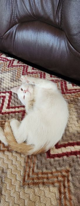 Отдам в добрые руки котенка. Мальчик