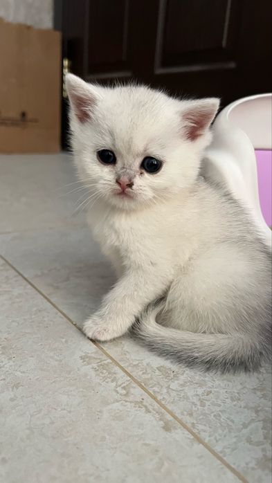 Serebristo chinchilla toza qon soglom