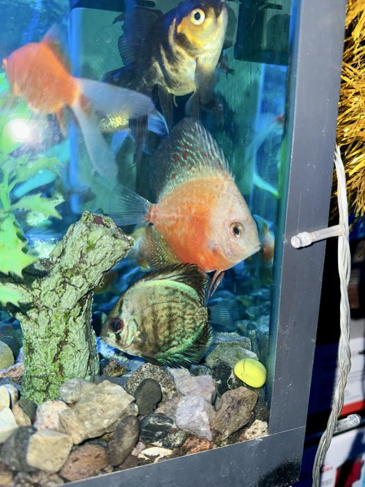 Аквариум 60 л. Фирменный комплект с фильтром лампой и обогревателем