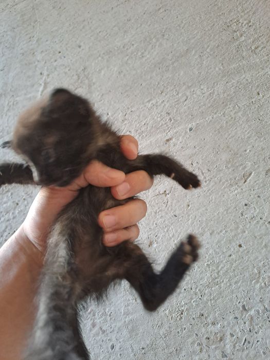 Отдам в хорошие руки котят