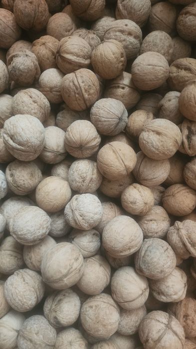 Грецкий орех 2025