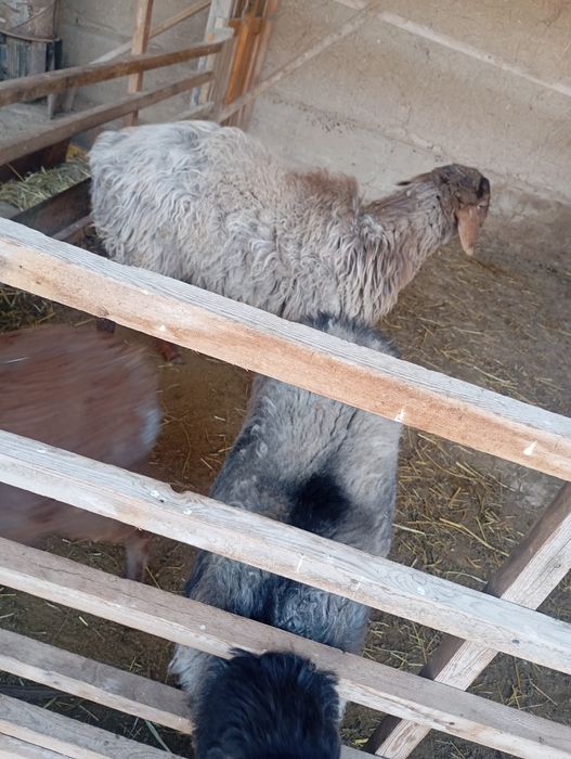 Qoylar sotiladi egzechila