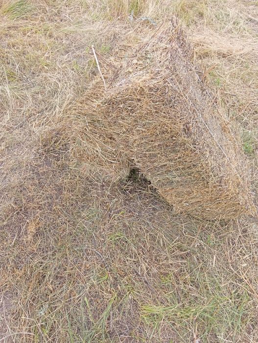 Сено разнотравье, шөп