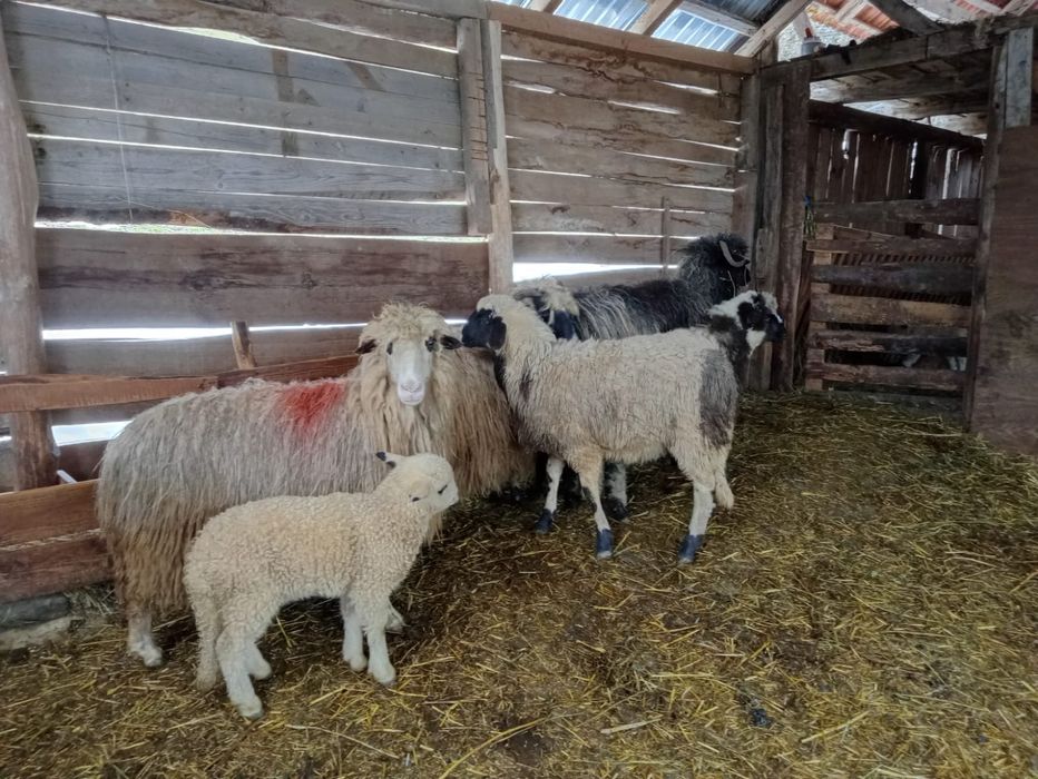 Vând 3 oi cu miei