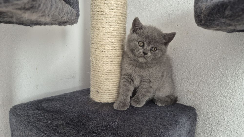 British shorthair