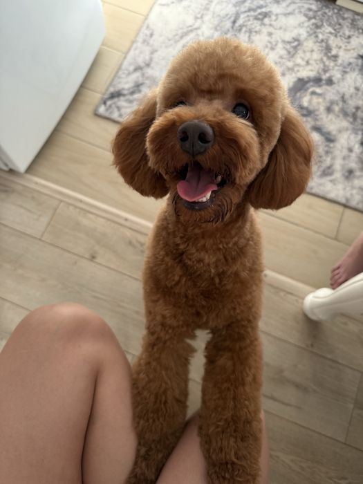 Той пудель Мальчик ищет для связки девочку!