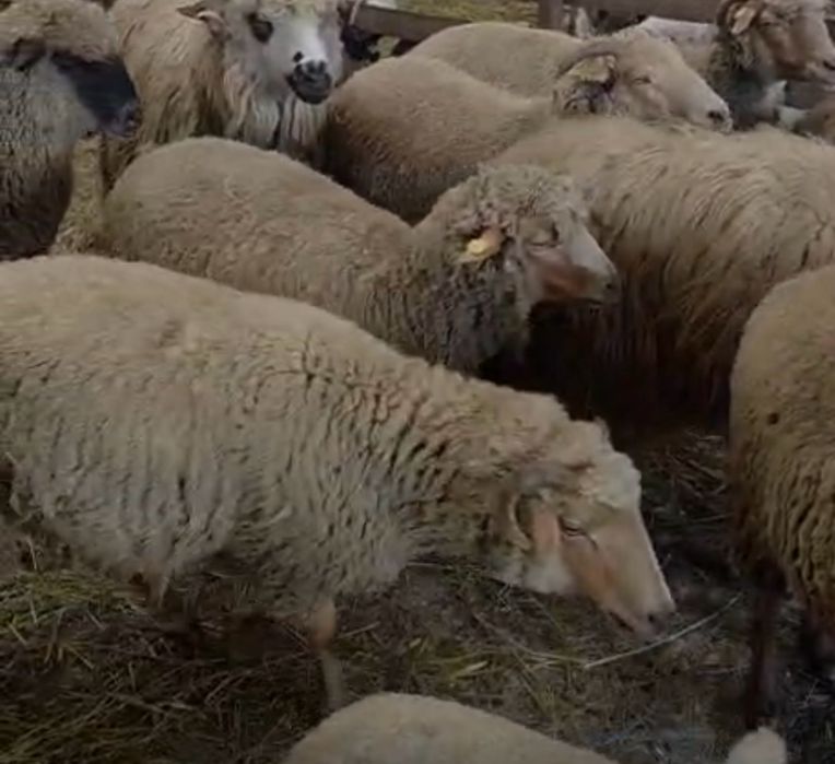 Vand 10 oi birci , varietatea ruginie