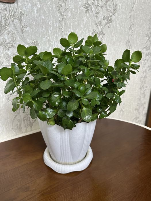 Продам каланхоэ красный