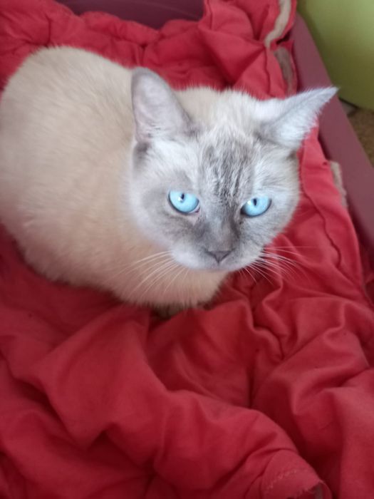 Британска късокосместа