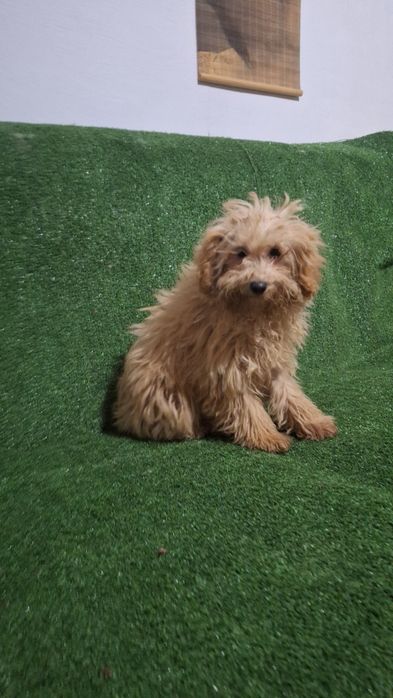 Пудел Той пуделче момиче