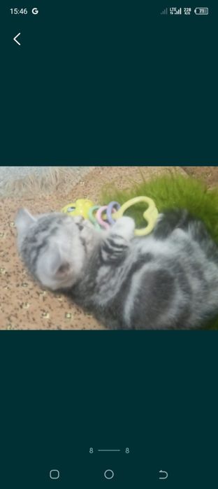 Котята шотландцы мраморные