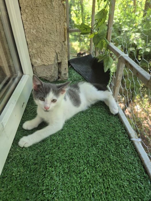 Pui de pisica spre adoptie