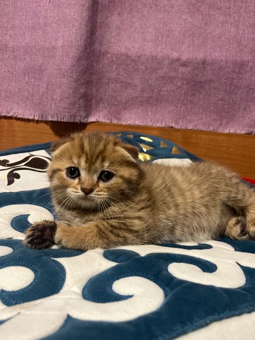 Котята вислоухие